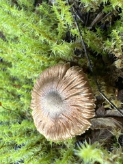 Inocybe flocculosa