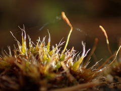 Grimmia pulvinata