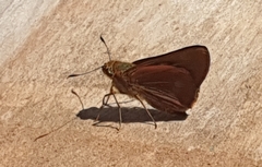 Cephrenes augiades