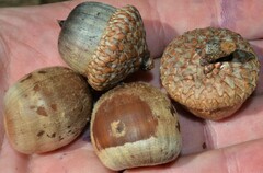 Quercus rubra