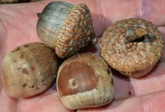 Quercus rubra