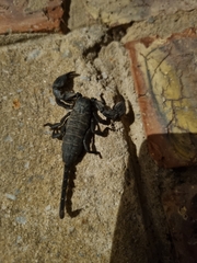 Opisthacanthus capensis