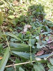 Youngia japonica