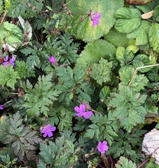 Geranium yeoi