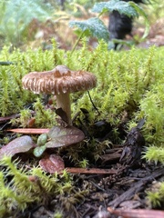 Inocybe flocculosa