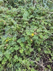 Oxalis corniculata