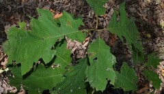 Quercus rubra