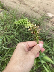 Albuca virens virens