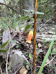 Marianthus bignoniaceus