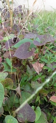 Houttuynia cordata