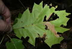 Quercus rubra