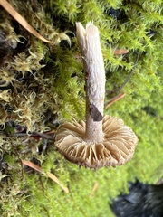 Inocybe flocculosa