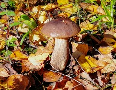 Leccinum scabrum melaneum