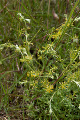 Pimelea curviflora