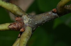 Quercus rubra