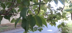Angiospermae