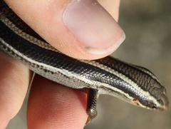 Plestiodon skiltonianus