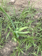 Albuca virens virens