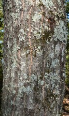 Quercus rubra