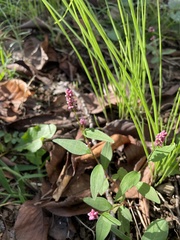 Persicaria longiseta