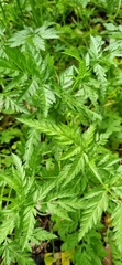 Torilis arvensis