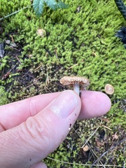 Inocybe flocculosa
