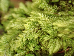 Hypnum circinale