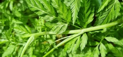 Torilis arvensis