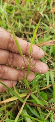 Eragrostis intermedia