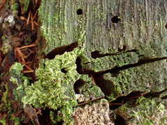 Hypnum circinale