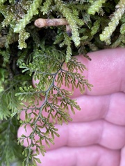 Hymenophyllum