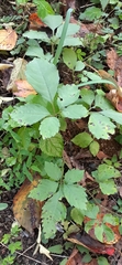 Causonis japonica