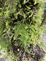 Hymenophyllum