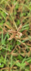 Dactyloctenium aegyptium