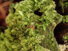 Hypnum circinale