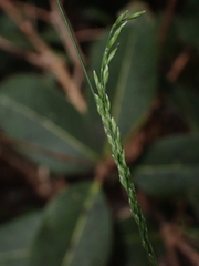 Poa sieberiana