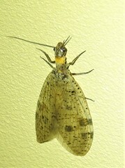 Archichauliodes guttiferus