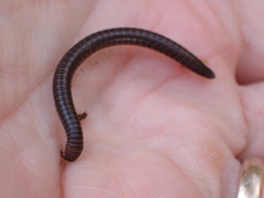 Parajulidae