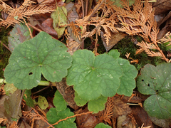 Tellima grandiflora
