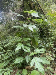 Girardinia diversifolia