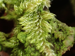 Hypnum circinale