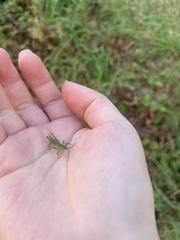 Atractomorpha lata