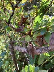 Rhododendron