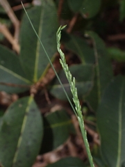 Poa sieberiana