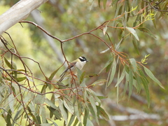 Melithreptus gularis