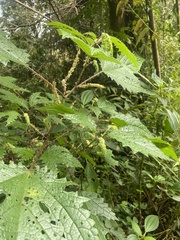 Girardinia diversifolia