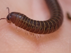 Parajulidae