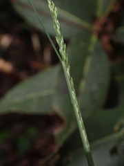 Poa sieberiana