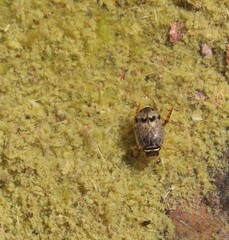 Thermonectus nigrofasciatus