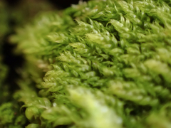 Hypnum circinale